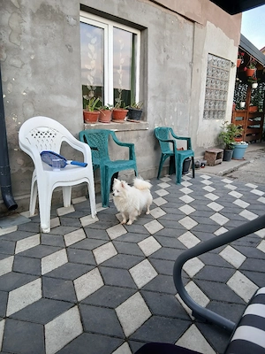 pomeranian spitz pitic
