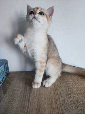 British shorthair , părinți cu pedigree  - imagine 3