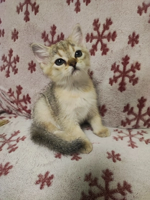British shorthair 