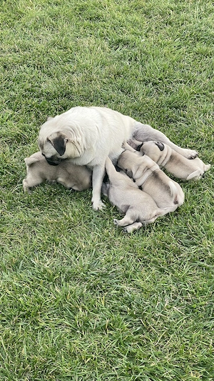 Căței mops pug (fetițe) - imagine 4