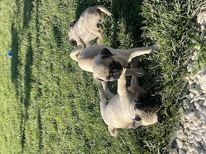Căței mops pug (fetițe)