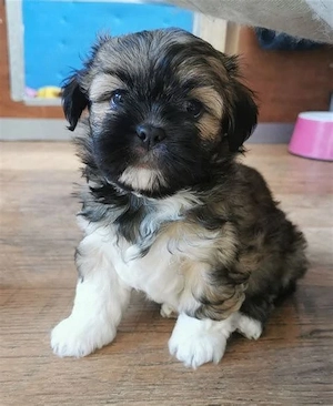 Bichoni Havanese talie mica