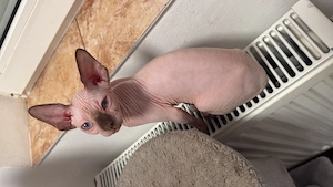  De vânzare   Pisici Sphynx deosebite 