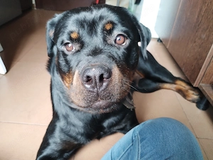 Rottweiler de un an de vânzare  - imagine 3