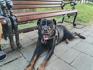 Rottweiler de un an de vânzare  - imagine 2