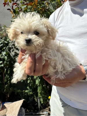 Vând bichon maltez - imagine 3