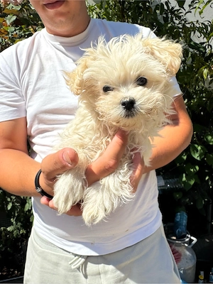 Vând bichon maltez - imagine 2