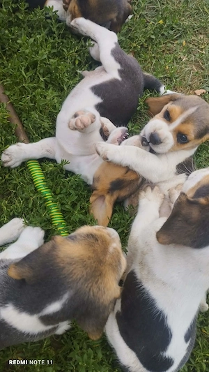 Vând căței Beagle   sănătoși și jucăuși!   