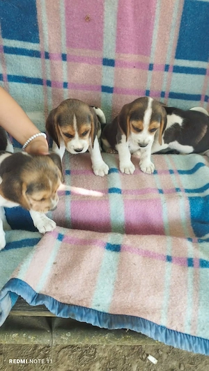 Vând căței Beagle   sănătoși și jucăuși!    - imagine 3