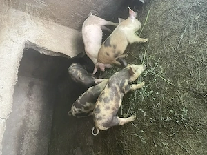 Purcei de vanzare