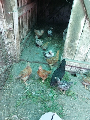 Vând pui de casă de 6 săptămâni. 