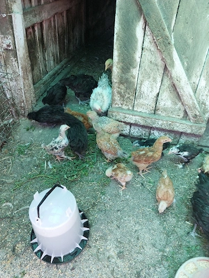 Vând pui de casă de 6 săptămâni.  - imagine 4