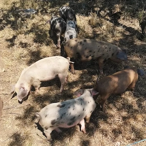 Șoldănei de vânzare