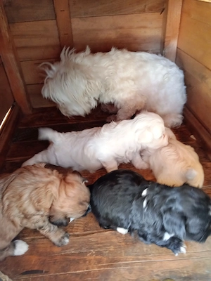 Bichon 3 băieți și o fetita 