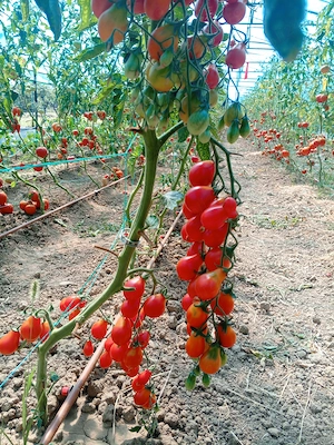 Roșii de vânzare 