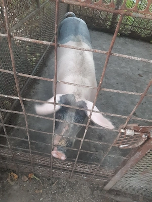 Porci si pasari !