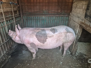 [DE VÂNZARE] Porci Purcei CURTE Rasa Pietrain & Duroc (25-30 kg și 150-300 kg) - imagine 4