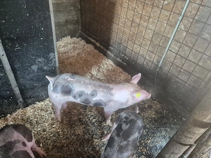 [DE VÂNZARE] Porci Purcei CURTE Rasa Pietrain & Duroc (25-30 kg și 150-300 kg) - imagine 3