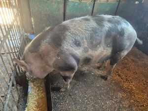 [DE VÂNZARE] Porci Purcei CURTE Rasa Pietrain & Duroc (25-30 kg și 150-300 kg) - imagine 5