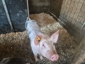 [DE VÂNZARE] Porci Purcei CURTE Rasa Pietrain & Duroc (25-30 kg și 150-300 kg) - imagine 2