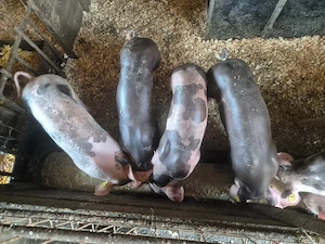 [DE VÂNZARE] Porci Purcei CURTE Rasa Pietrain & Duroc (25-30 kg și 150-300 kg)