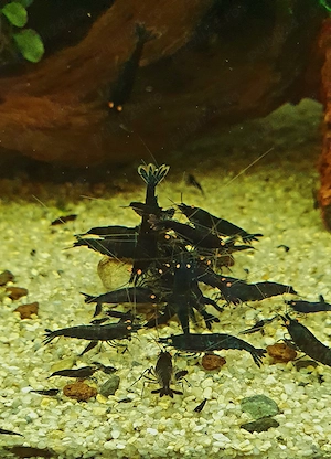 Creveti Caridina cu ochi portocalii - imagine 3