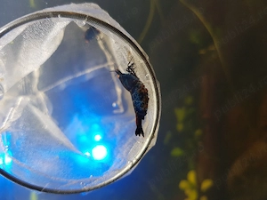 Creveti Caridina cu ochi portocalii - imagine 4