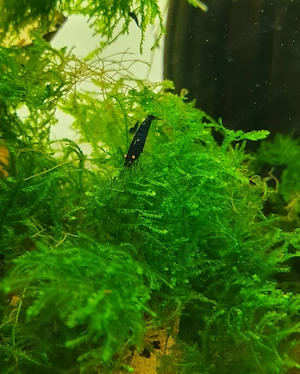 Creveti Caridina cu ochi portocalii - imagine 6