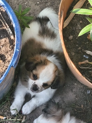 vând căței Bichon mix cu Shi Tzu - imagine 4