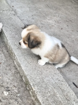 vând căței Bichon mix cu Shi Tzu - imagine 3