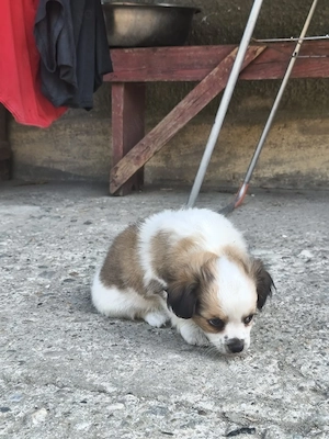 vând căței Bichon mix cu Shi Tzu - imagine 2