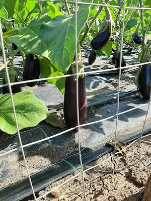 vinete de grădină