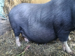 purcei porci vietnamezi