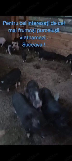 purcei porci vietnamezi - imagine 3