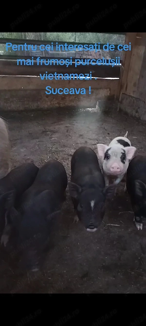purcei porci vietnamezi - imagine 5