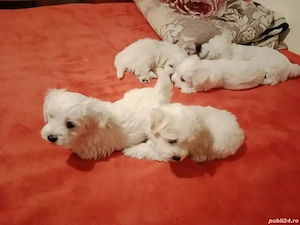 Vând căței bichoni! 