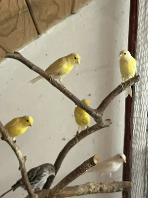 Canari Razza spaniol