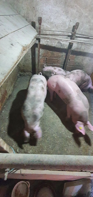 porci pietrain intre 50 si 70 kg