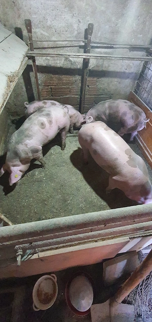 porci pietrain intre 50 si 70 kg - imagine 4