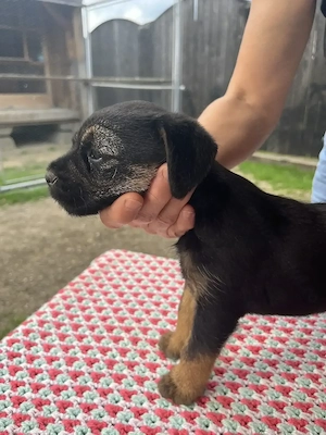 Căței Border terrier - imagine 4