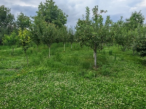 2 terenuri alipite cu case și afacere la cheie in PODENII NOI, SAT VALEA DULCE - imagine 5