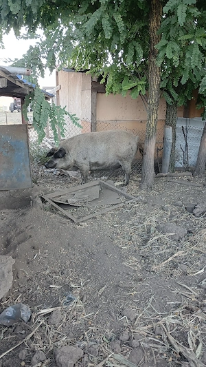 porc mangalița 