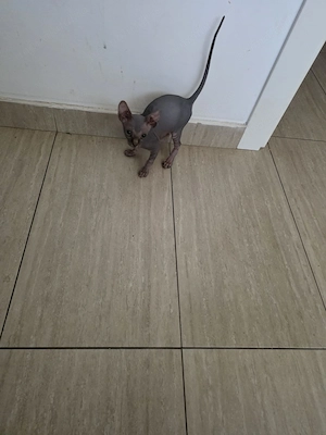 Pisica Sphynx de vanzare Bucuresti - imagine 3
