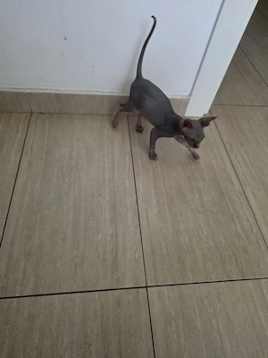 Pisica Sphynx de vanzare Bucuresti - imagine 2