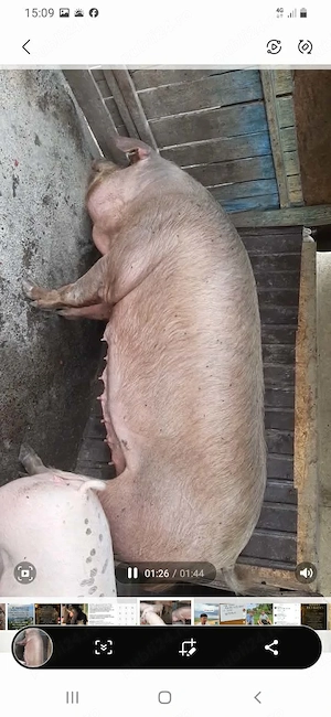 Scroafa de vânzareee