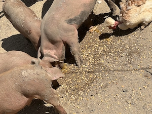 De vânzare purcei, rasa Duroc