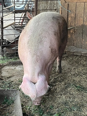 Porc gras de vanzare - imagine 2