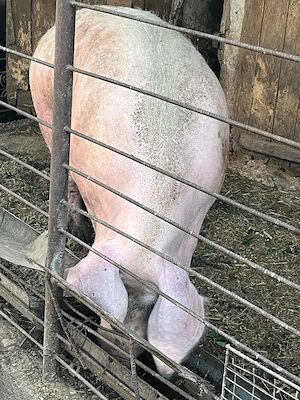 Porc gras de vanzare - imagine 3