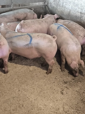 porci între 100-130-200 kg pret 7 lei kg detali la tel   jud sibiu.  - imagine 2
