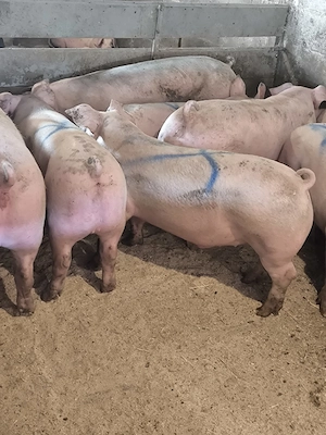porci între 100-130-200 kg pret 7 lei kg detali la tel   jud sibiu. 
